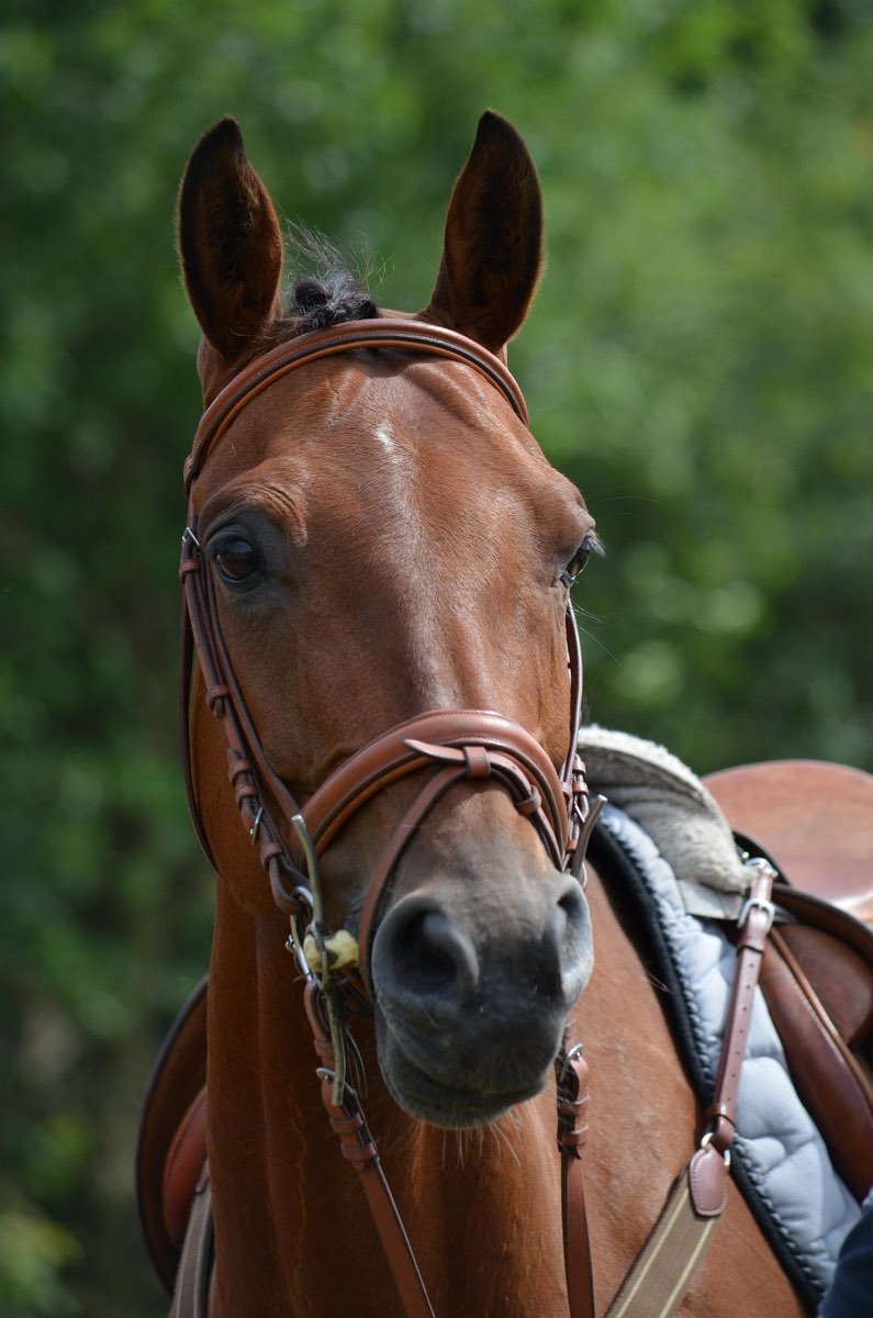A bay horse in a bridle, looking at the camera